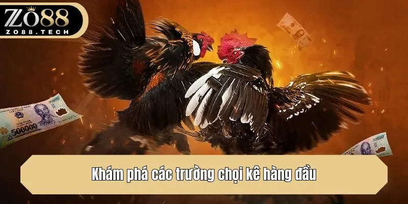 Khám phá các trường chọi kê hàng đầu