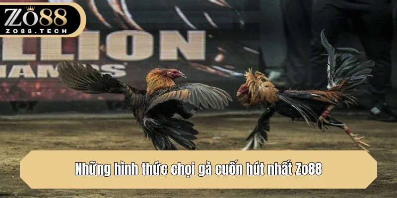 Những hình thức chọi gà cuốn hút nhất Zo88